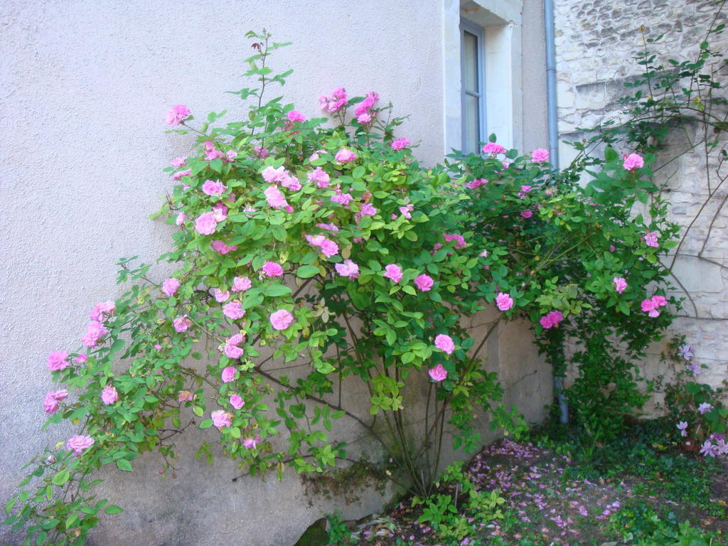 Manoir D'Orbe Hotel Montreuil-Bellay Exterior foto
